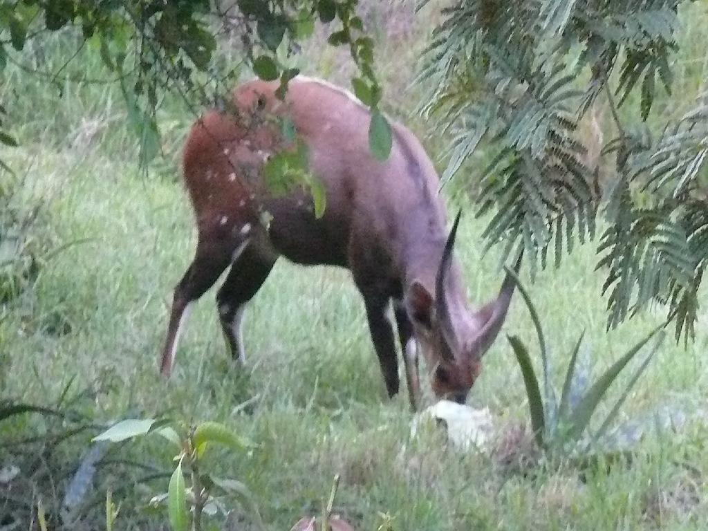 Amanzimlotzi Riverside Bush Camp Hoedspruit Ruang foto